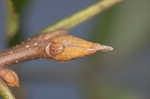 Bitternut hickory